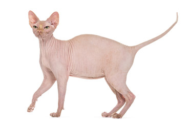 Sphynx, 4 years old, against white background