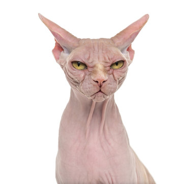 Sphynx, 4 years old, against white background