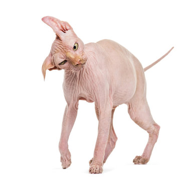 Sphynx, 4 years old, shaking head against white background