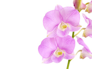 Naklejka na ściany i meble striking pink orchid flowers with branch isolated on white background