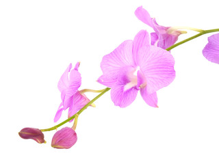 Obraz premium striking pink orchid flowers with branch isolated on white background