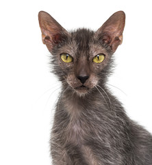 Lykoi cat, also called the Werewolf cat against white background