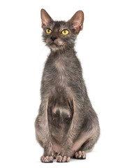 Lykoi cat, also called the Werewolf cat against white background