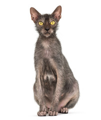 Lykoi cat, also called the Werewolf cat against white background