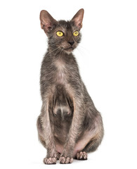 Lykoi cat, also called the Werewolf cat against white background
