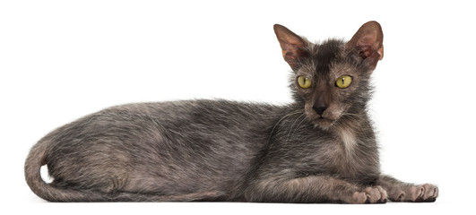 Lykoi cat, also called the Werewolf cat against white background