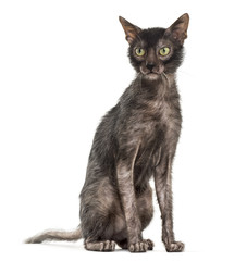 Lykoi cat, also called the Werewolf cat against white background