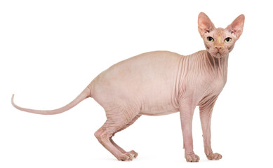 Sphynx Hairless Cat, 4 years old, against white background