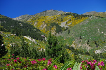 Paysage de montagne dans les Pyrénées du Vallespir