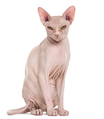 Obraz premium Sphynx Hairless Cat, 4 lata, na białym tle