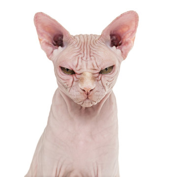Sphynx Hairless Cat, 4 years old, against white background