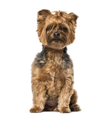Yorkshire Terrier sitting against white background