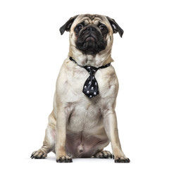 Pug wearing tie sitting against white background