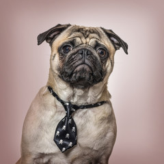Pug wearing tie sitting against brown background