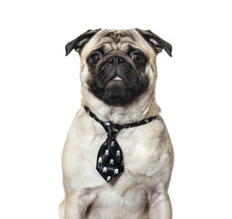 Pug wearing tie against white background