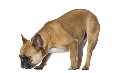 French Bulldog sniffing ground against white background - obrazy, fototapety, plakaty