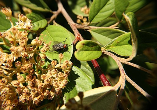 una mosca sui fiori in giardino