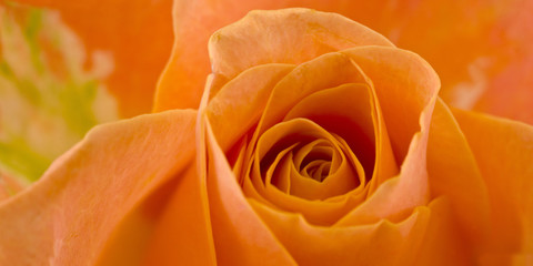 Orange Rose - Panorama