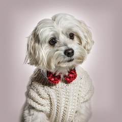 Maltese dog in bow tie and sweater against beige background