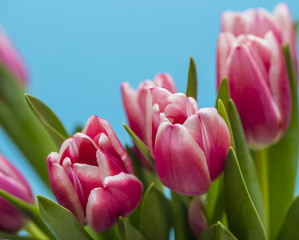 tulip flowers background 