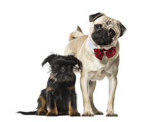 Pug and Griffon together against white background