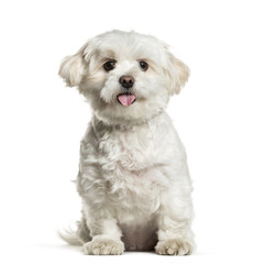 White mixed breed dog panting against white background