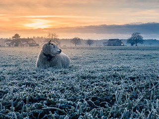 sheeps on a meadow at sunset, Utzenstorf, Switzerland