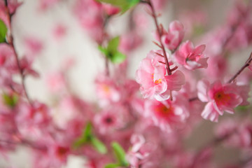 Fake Sakura tree Shot in the studio