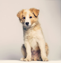 Border Collie puppy sitting against beige background