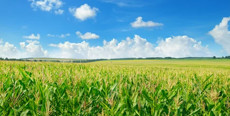  Green corn field and blue sky. Wide photo. © alinamd