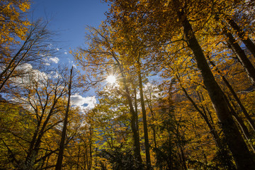 Fototapeta premium Otoño en los Pirineos