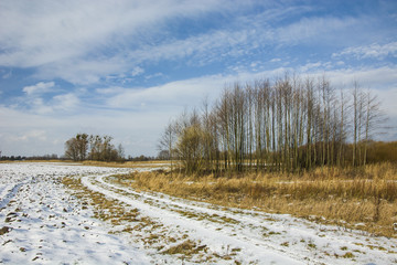 Snow-covered field, road and forest grove