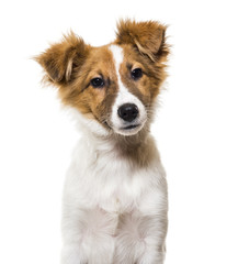 Mixed-breed dog against white background