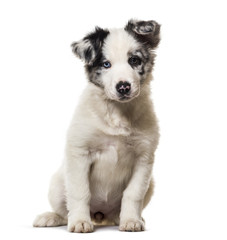 Border collie puppy, 3 months old, sitting against white background