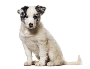 Obraz premium Border collie puppy, 3 months old, sitting against white backgro