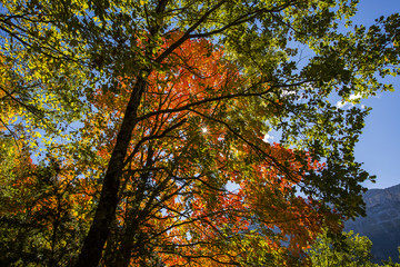 Otoño en los Pirineos