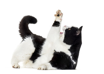 Obraz premium Mixed breed cat reaching up against white background