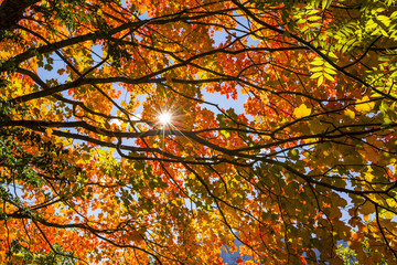 Otoño en los Pirineos