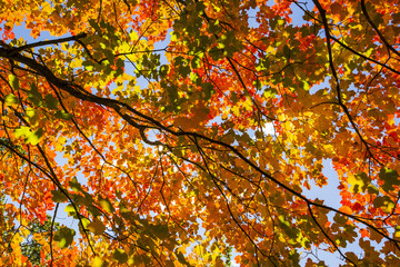 Otoño en los Pirineos