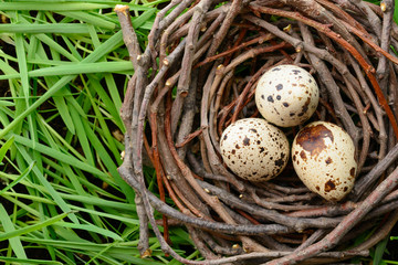Naklejka na ściany i meble Quail eggs in nest on grass