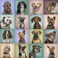 Composition of dogs against colored backgrounds