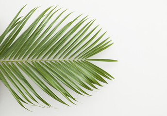 Fototapeta premium Tropical palm tree leaf on a plain white background