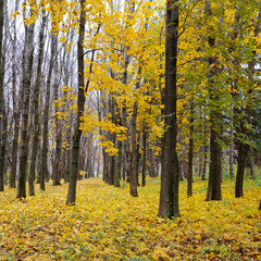 Autumn forest . Late fall. Overcast.