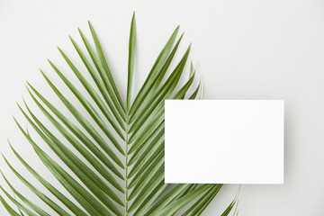 Tropical palm tree leaf with a blank label on a plain white background