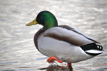 Männliche Stockente