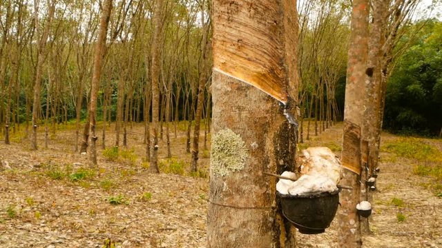 Plantation for the extraction of natural latex from rubber trees.