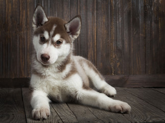 siberian husky puppy on wood background