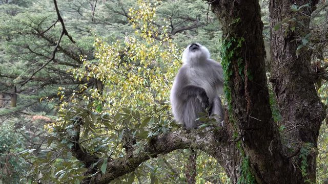 Kashmir gray langur (Semnopithecus ajax) monkey sitting in large tree in forest 