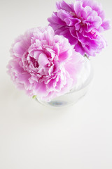 Chinese peony flower