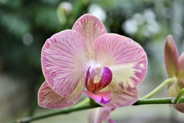  garden colorful purple orchid flowers